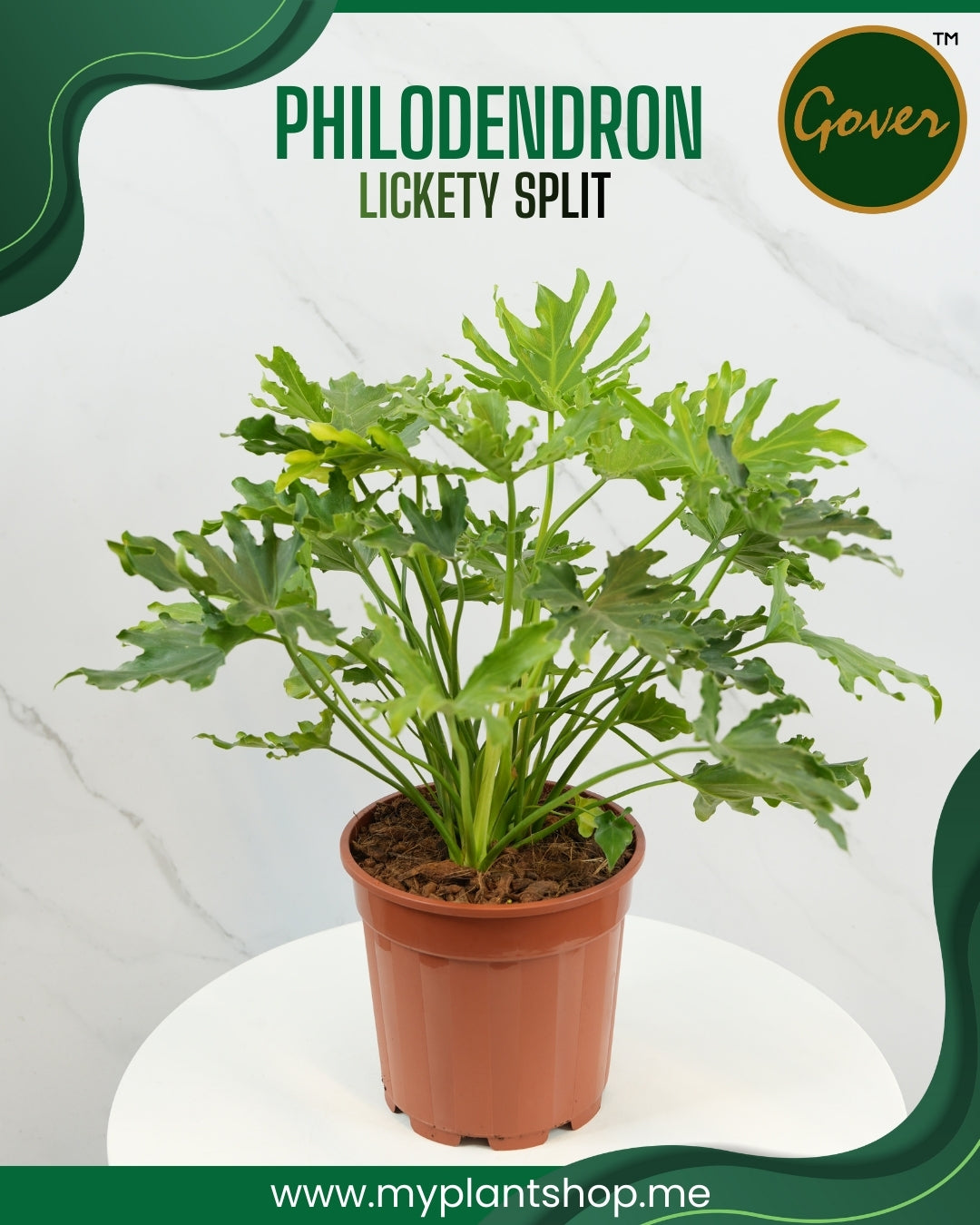 Philodendron ‘Lickety Split’ – Tropical Split-Leaf Indoor Plant (With grow pot)
