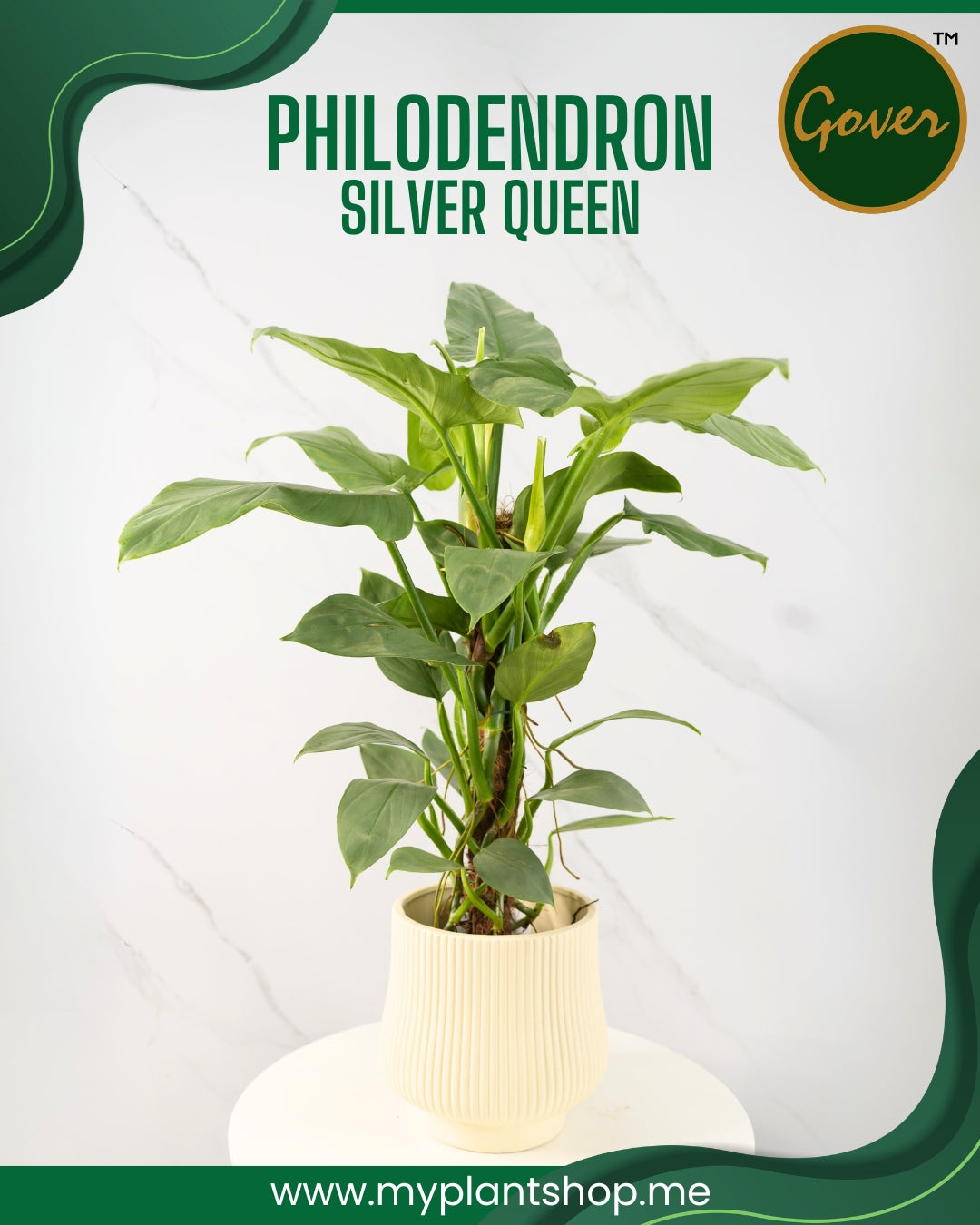 Philodendron ‘Silver Queen’ – Elegant Silver Tropical Indoor Plant (Without pot)