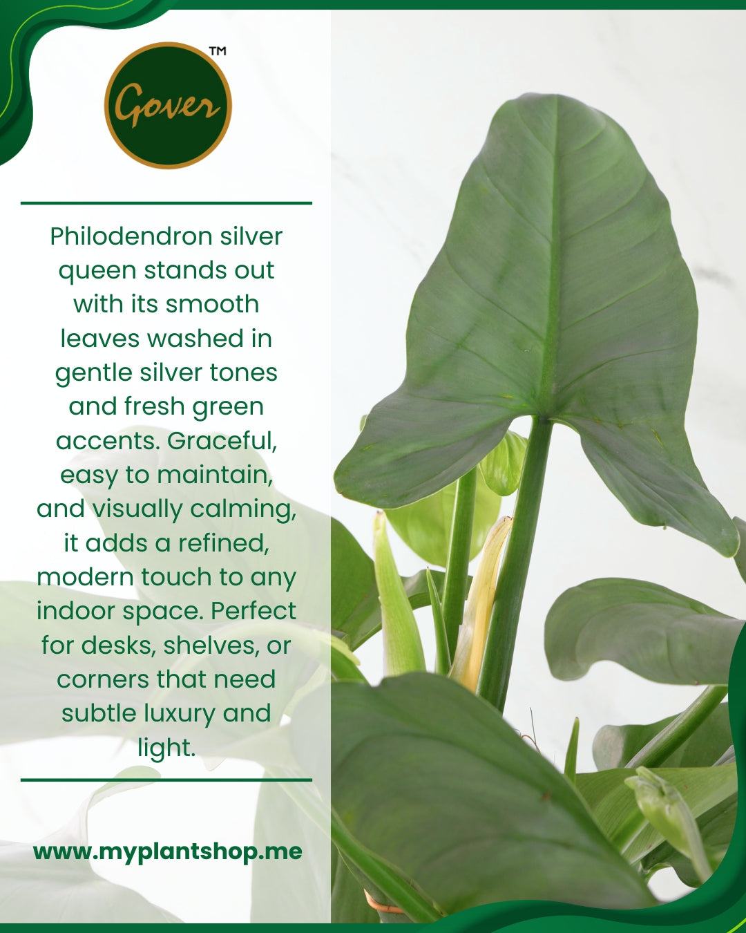 Philodendron ‘Silver Queen’ – Elegant Silver Tropical Indoor Plant (Without pot)