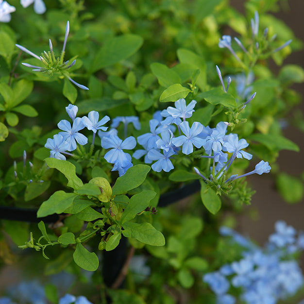 Plumbago
