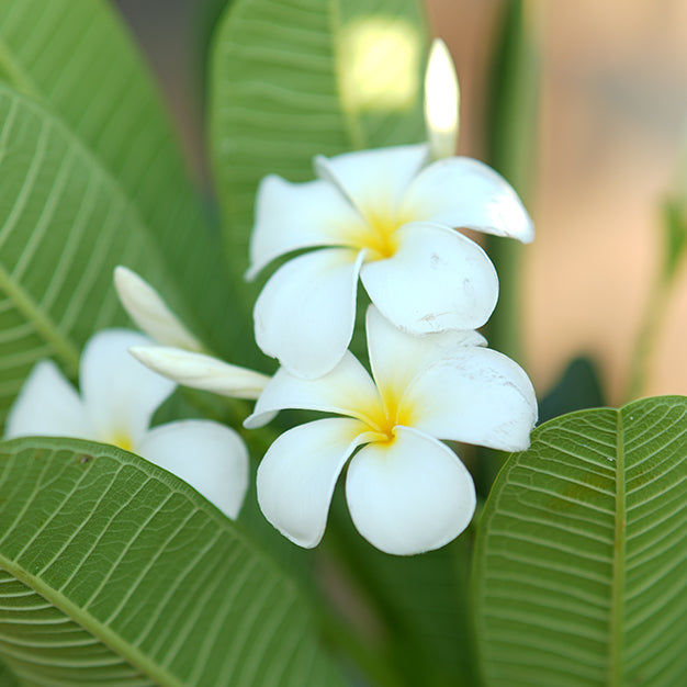 Frangipani