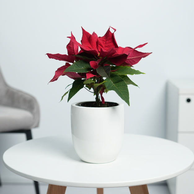 Poinsettia - Red