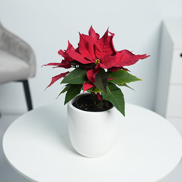 Poinsettia - Red