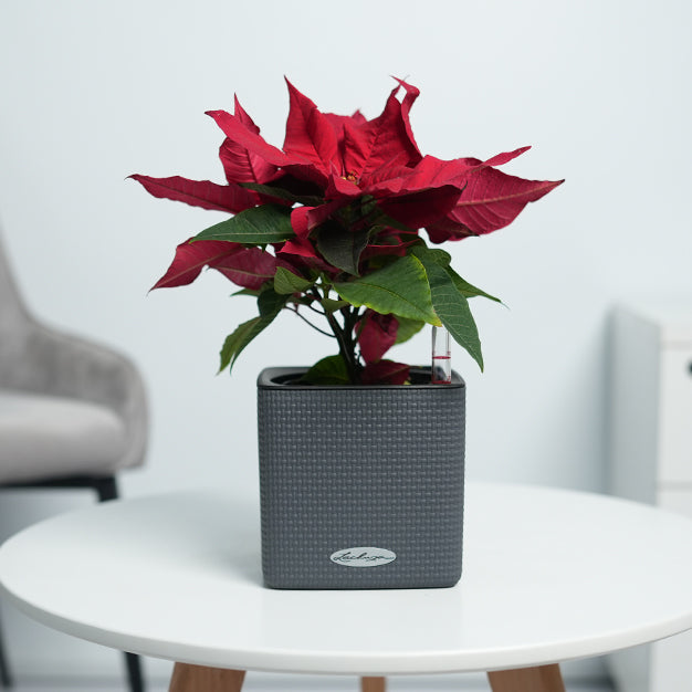Poinsettia - Red