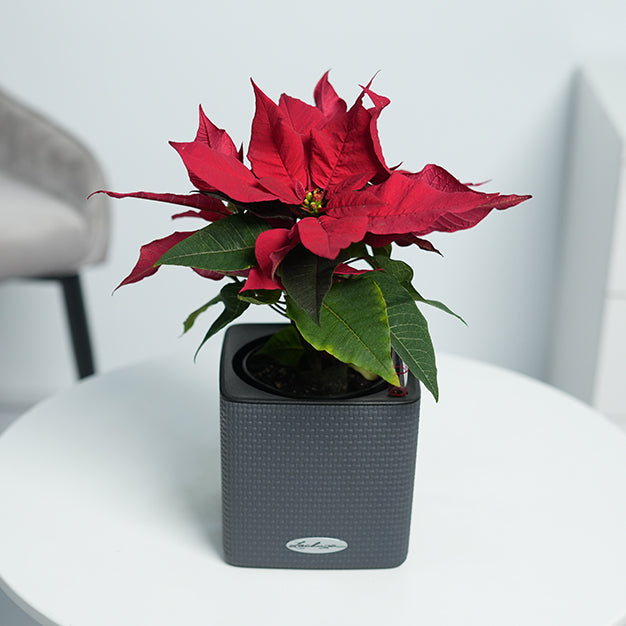 Poinsettia - Red