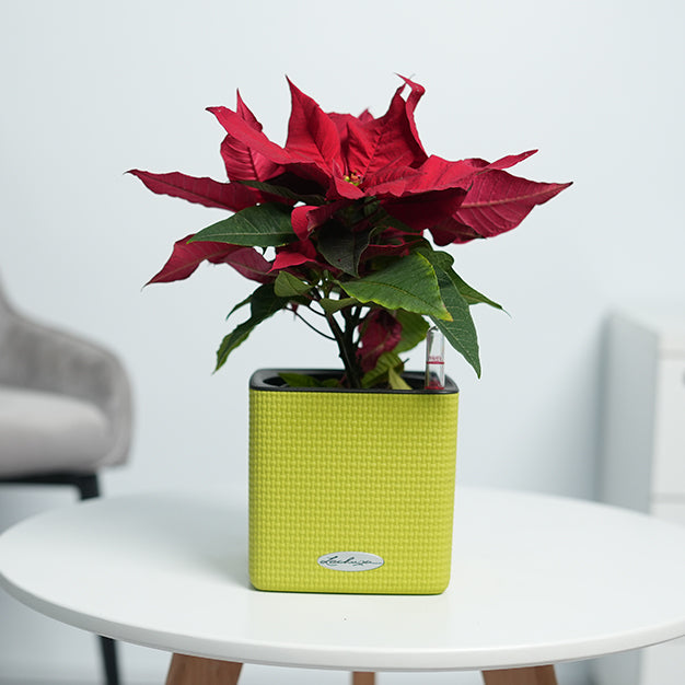 Poinsettia - Red