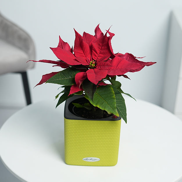 Poinsettia - Red
