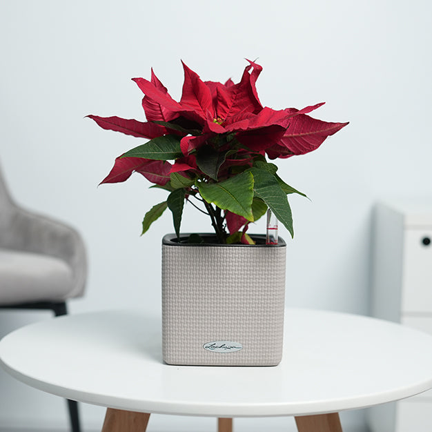 Poinsettia - Red
