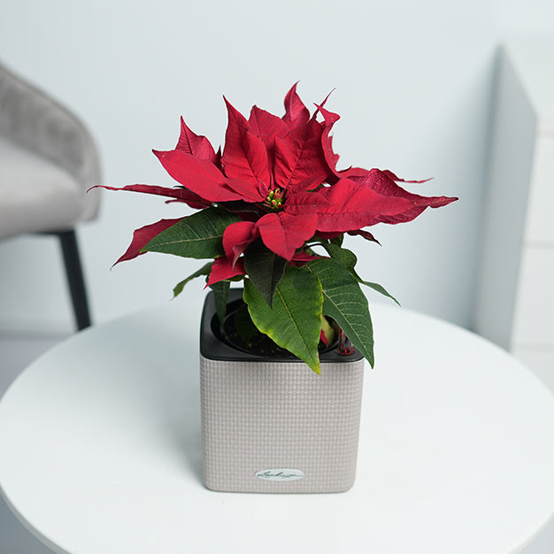 Poinsettia - Red