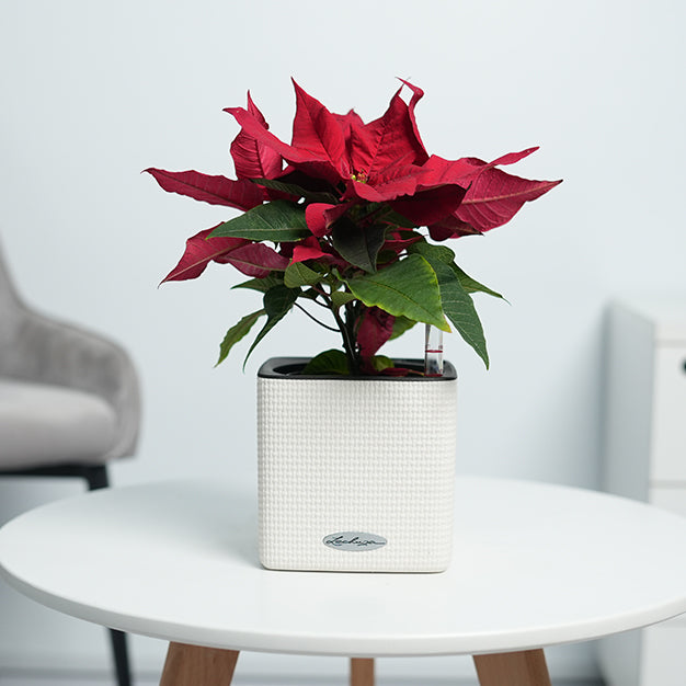 Poinsettia - Red