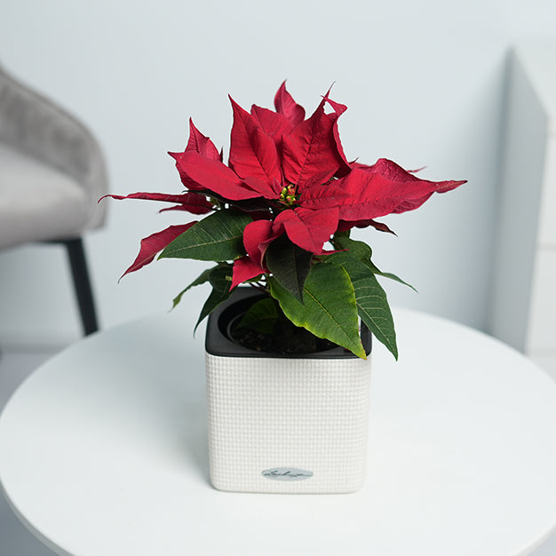 Poinsettia - Red