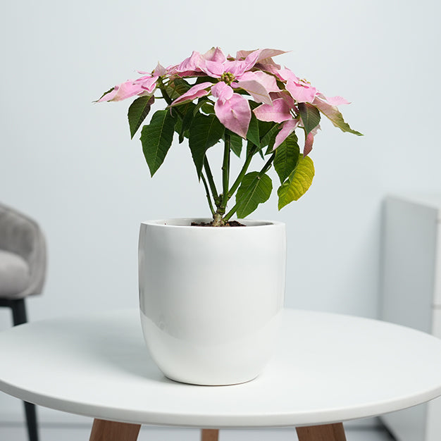 Poinsettia - Light Pink