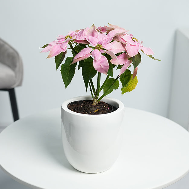 Poinsettia - Light Pink