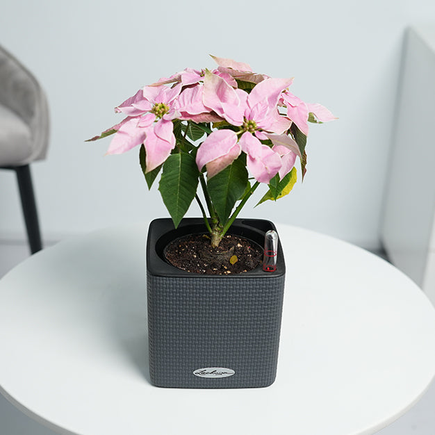 Poinsettia - Light Pink