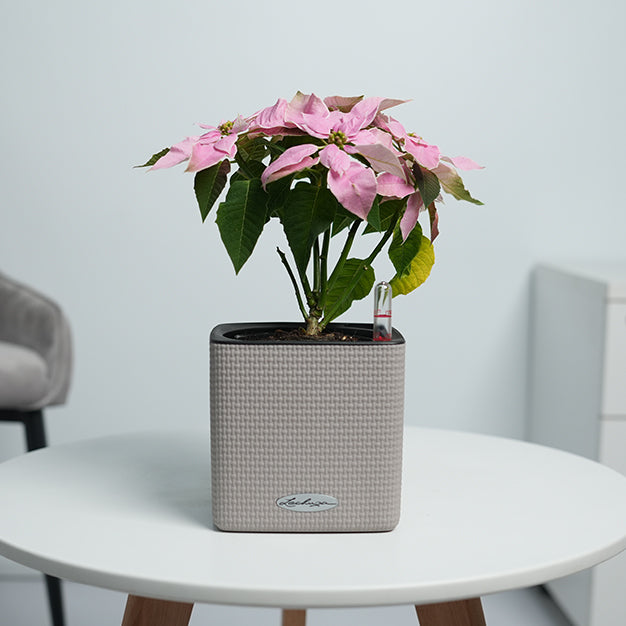 Poinsettia - Light Pink