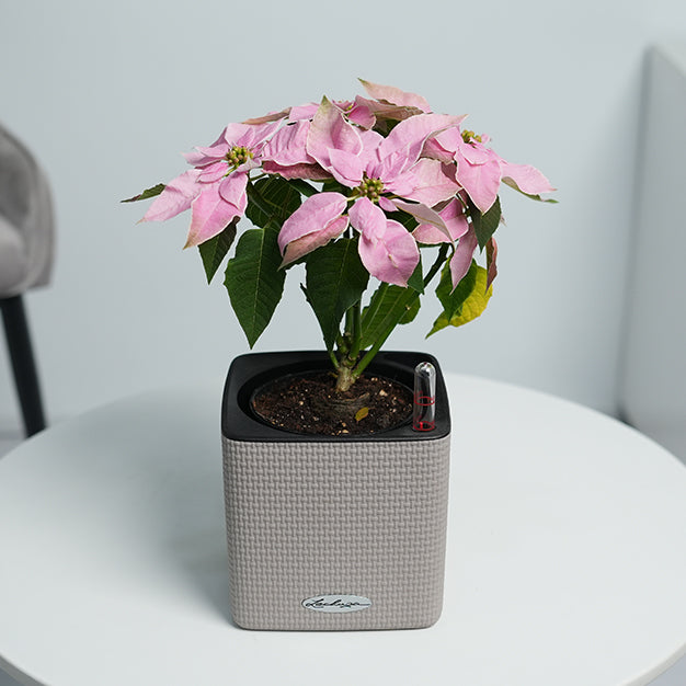 Poinsettia - Light Pink