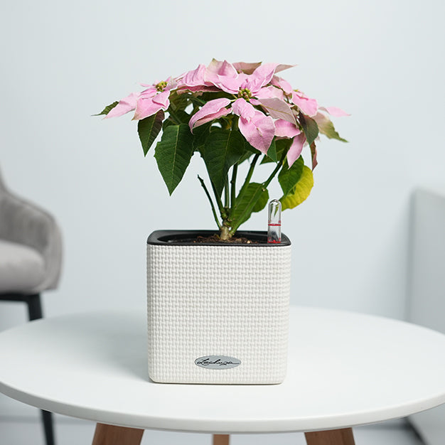 Poinsettia - Light Pink