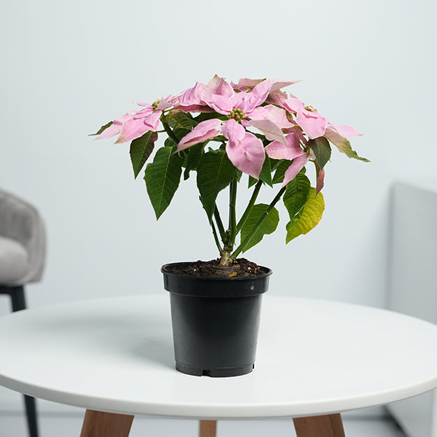 Poinsettia - Light Pink