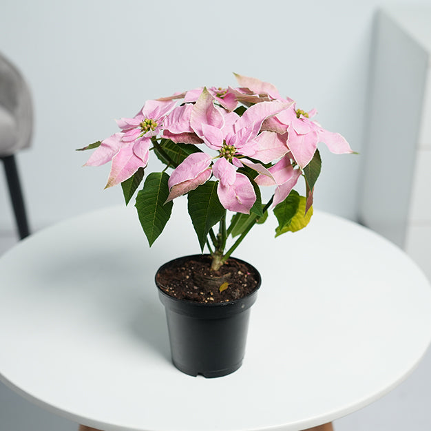 Poinsettia - Light Pink