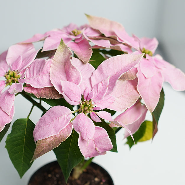 Poinsettia - Light Pink