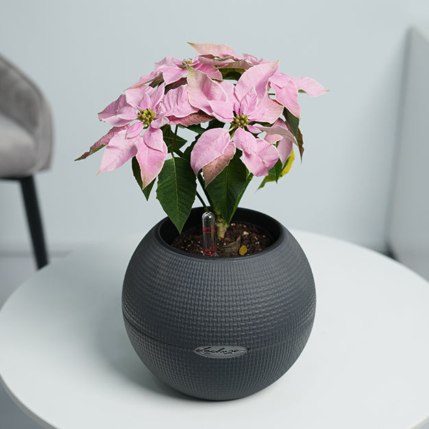 Poinsettia - Light Pink