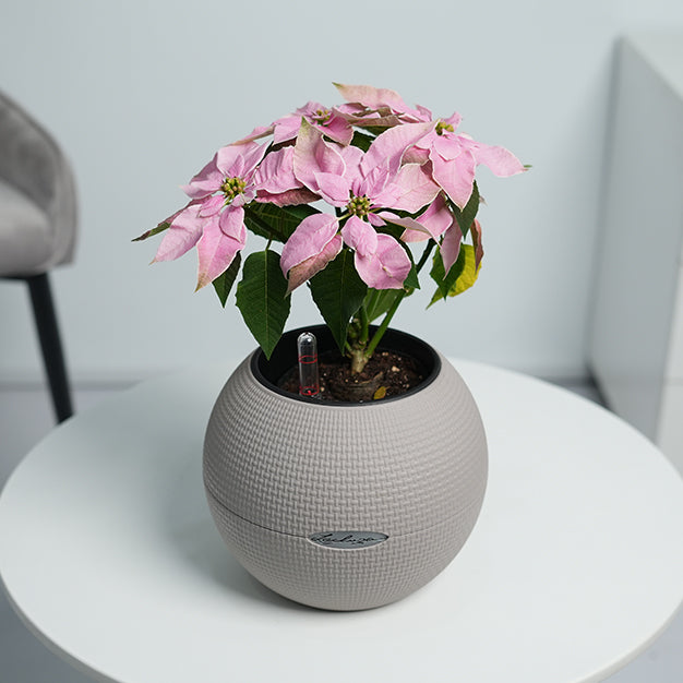 Poinsettia - Light Pink