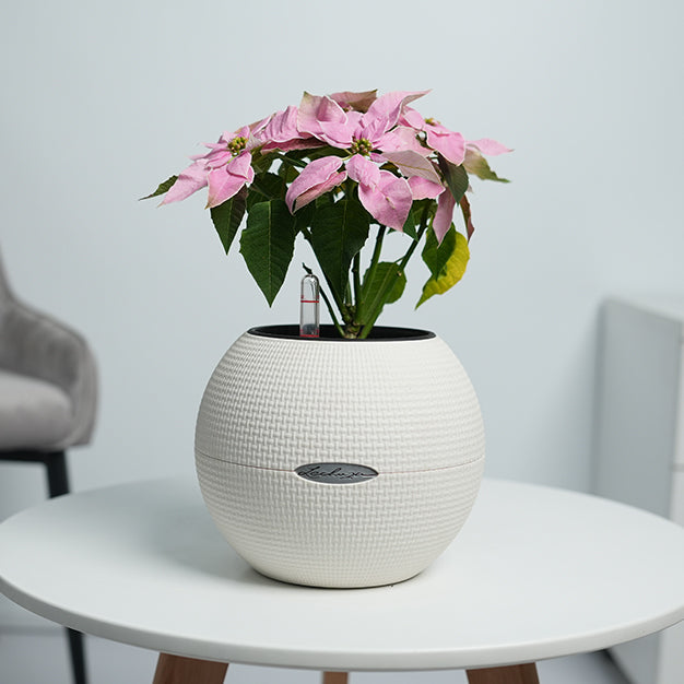 Poinsettia - Light Pink