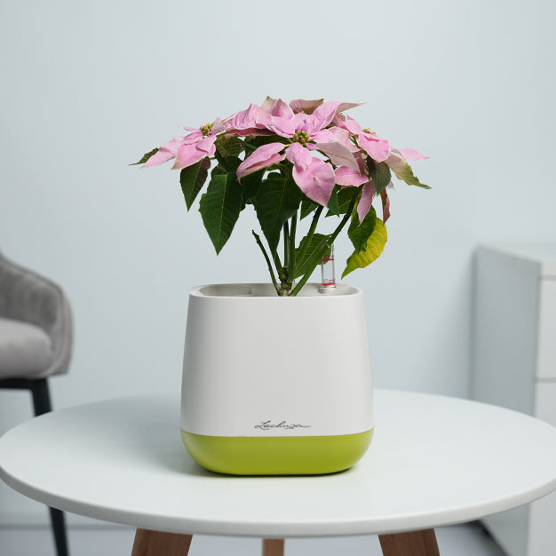 Poinsettia - Light Pink
