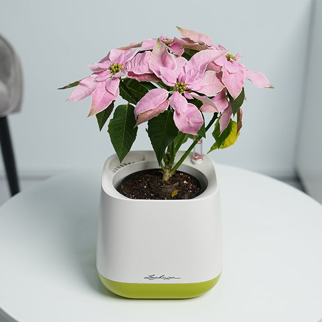 Poinsettia - Light Pink