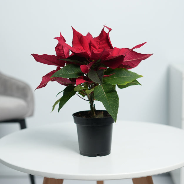 Poinsettia - Red