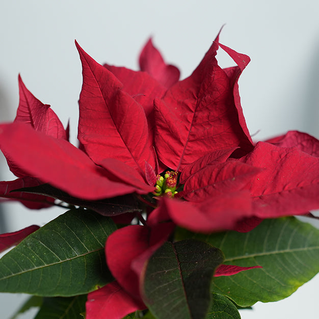 Poinsettia - Red