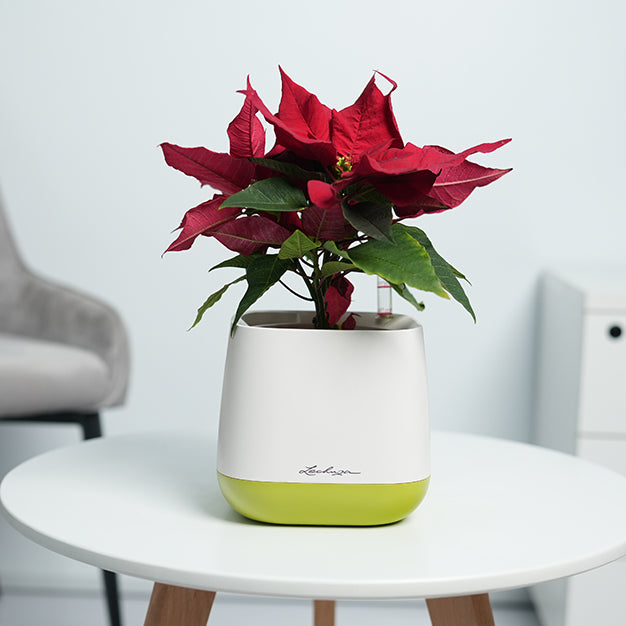 Poinsettia - Red