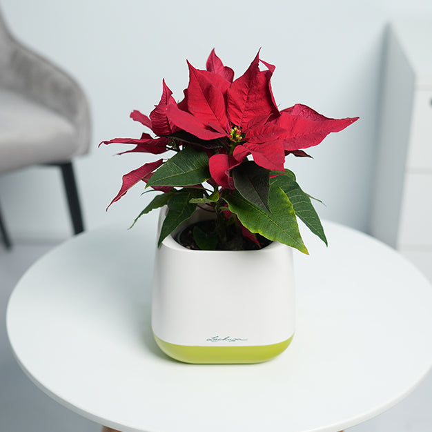 Poinsettia - Red