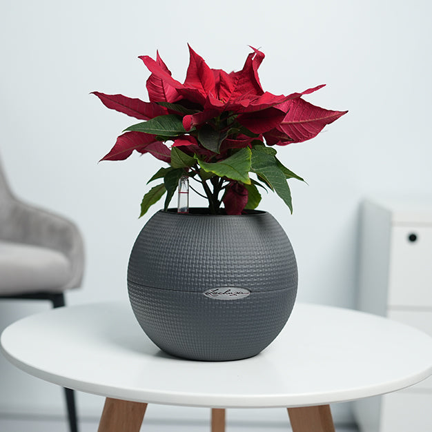Poinsettia - Red