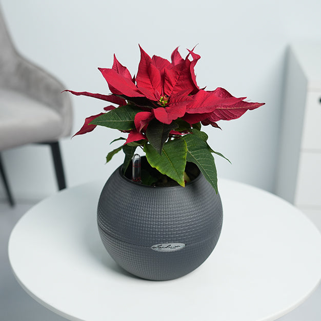 Poinsettia - Red