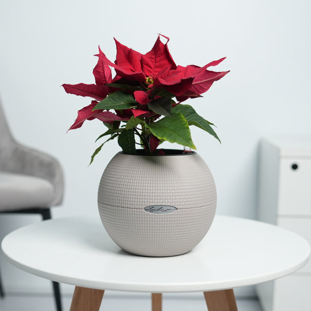 Poinsettia - Red