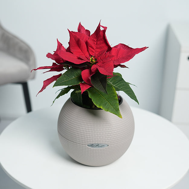 Poinsettia - Red