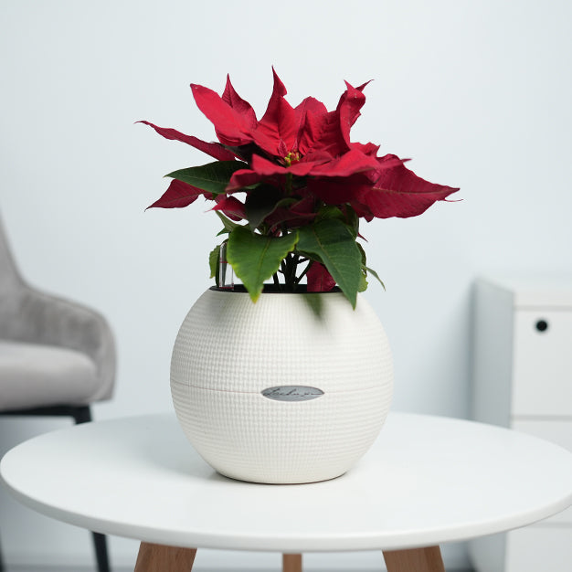 Poinsettia - Red
