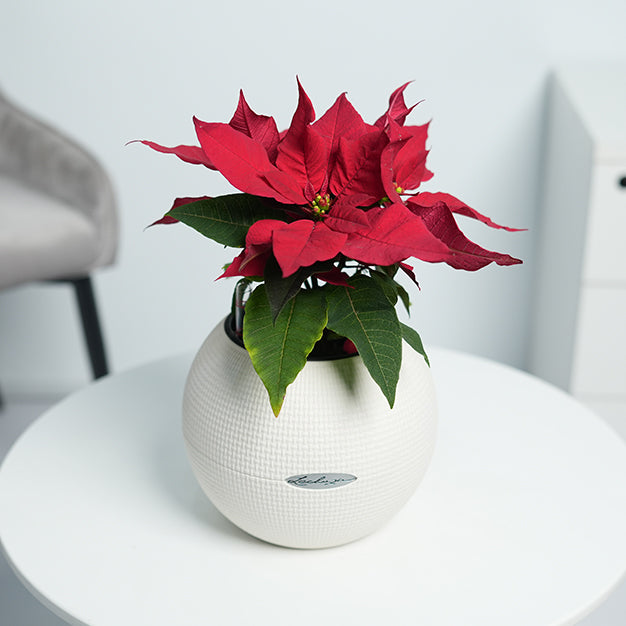 Poinsettia - Red