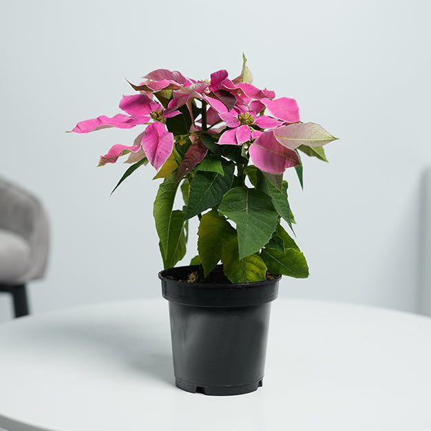 Poinsettia - Pink