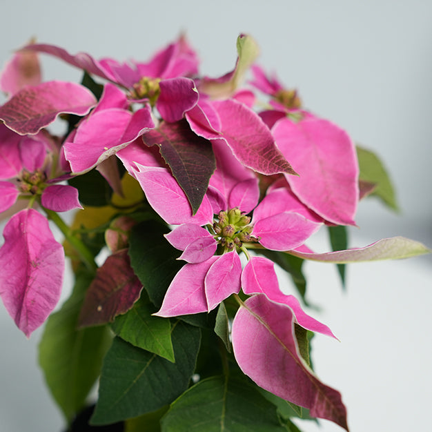 Poinsettia - Pink