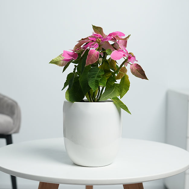 Poinsettia - Pink