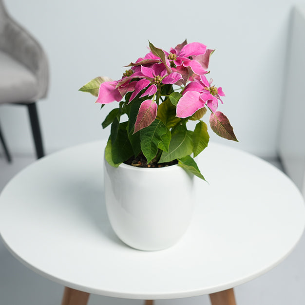 Poinsettia - Pink