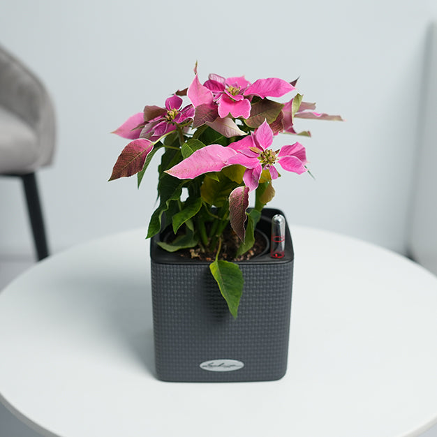 Poinsettia - Pink