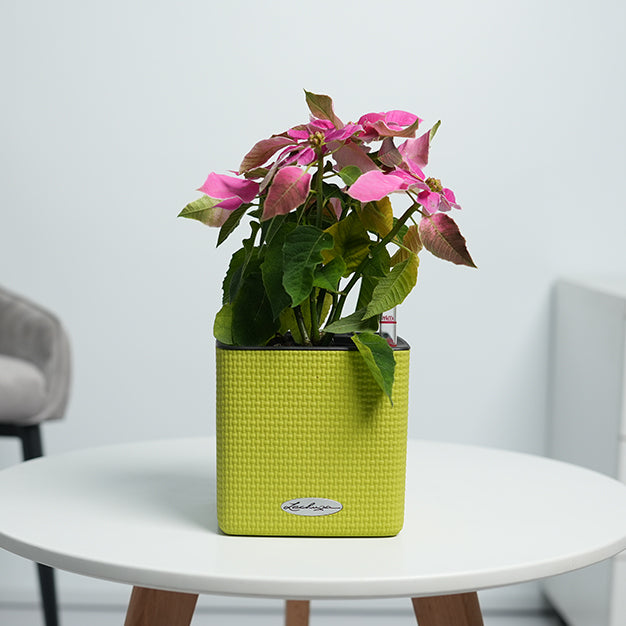 Poinsettia - Pink