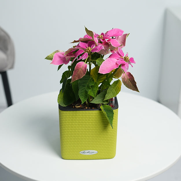 Poinsettia - Pink
