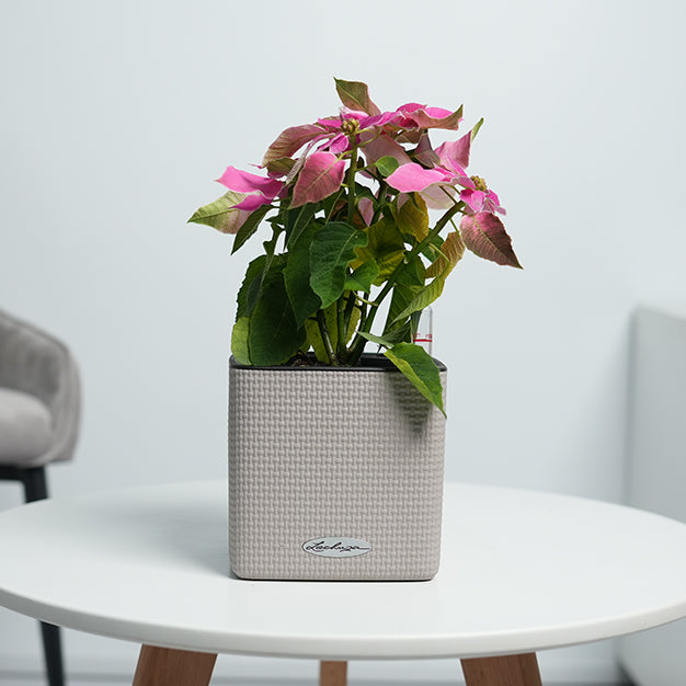 Poinsettia - Pink