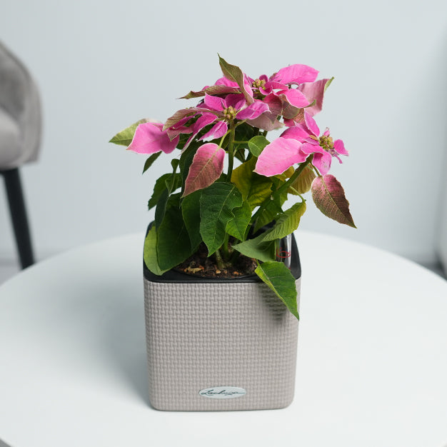 Poinsettia - Pink