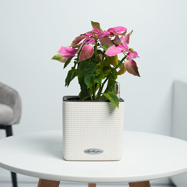 Poinsettia - Pink