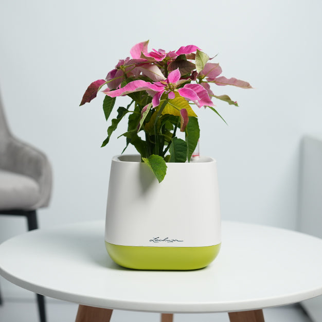 Poinsettia - Pink